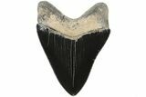 Serrated, Fossil Megalodon Tooth - Collector Quality #84144-2